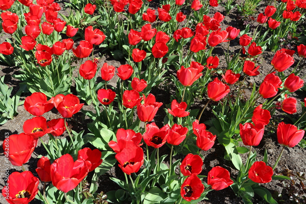 Tulip field red flowers