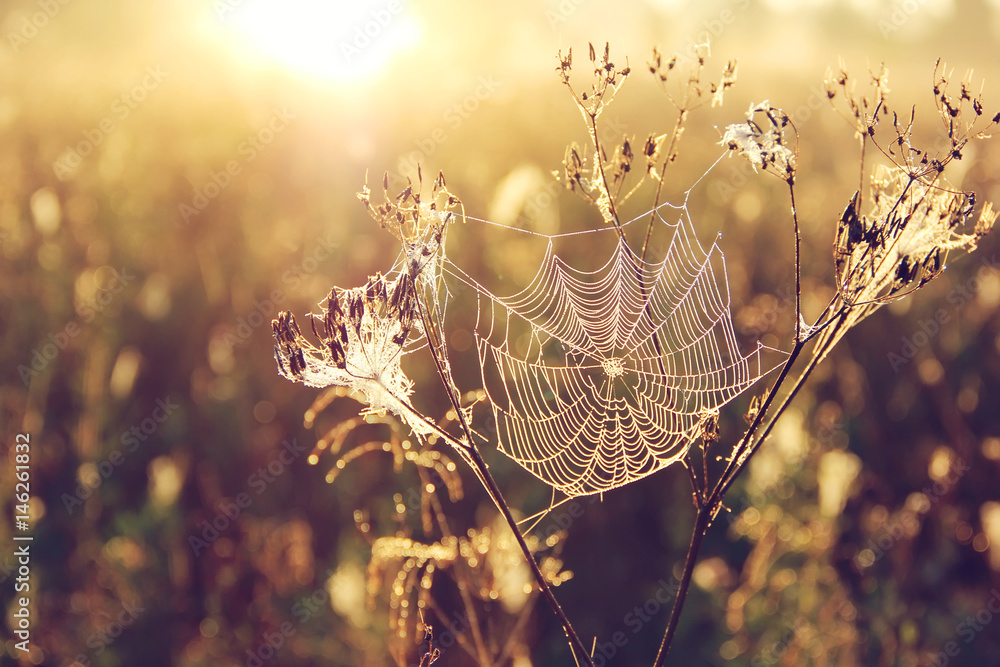 spider web on blurred Golden background with bokeh