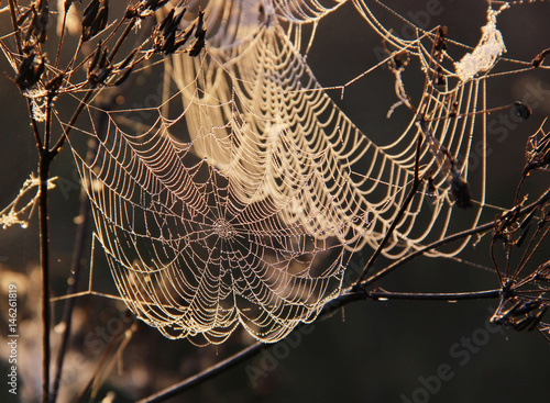 the spider's web with dew drops on blurred background © MaskaRad