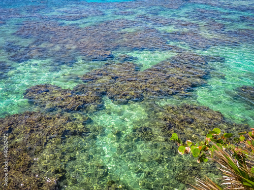 Fototapeta Naklejka Na Ścianę i Meble -  Seascape of the blue turquoise clear tropical ocean water and reef. Roatan island, Honduras.