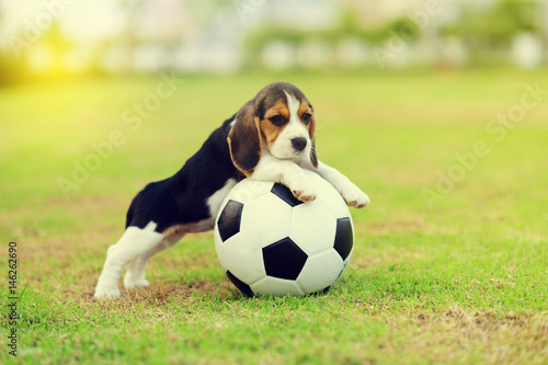 Cute young Beagle playing football © jarun011