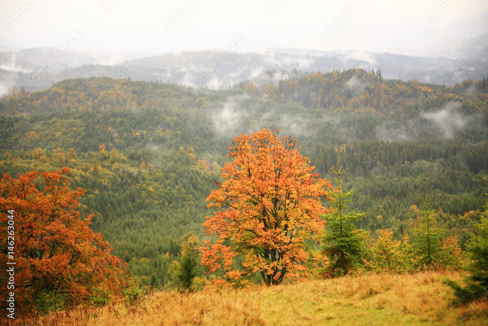 Misty autumn background