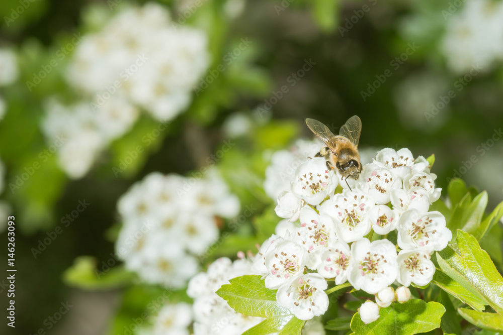 Biene beim Nektar und Pollensammeln an frischen Blüten Biene beim Nektar und Pollensammeln an frischen Blüten