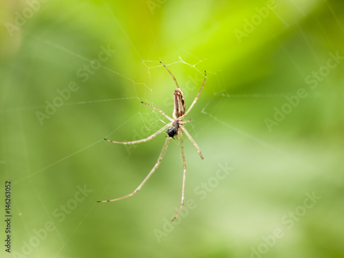 a spider hanging down close up on a web in the spring light macro