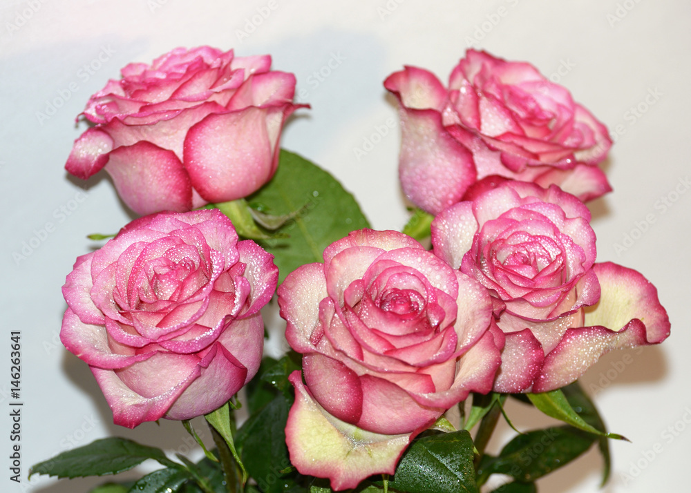 Fototapeta premium Rose flower is a symbol of beauty.