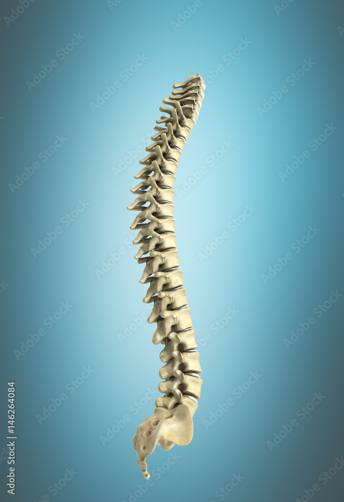 human spine 3d render on blue background human spine 3d render on blue background
