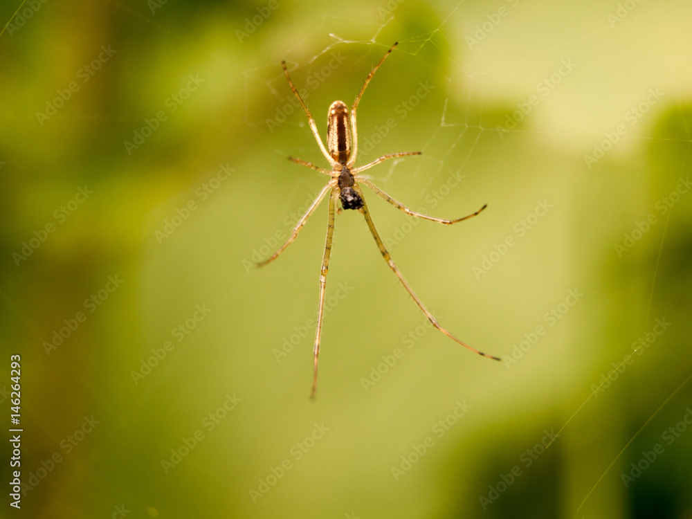 a spider hanging on its web outside waiting to catch some flies and eat them a spider hanging on its web outside waiting to catch some flies and eat them