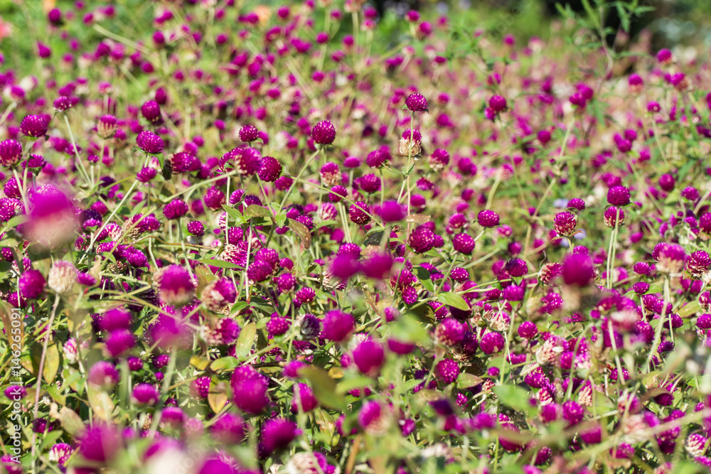 Clover glade in the Botanical Garden near Batumi, Georgia. Clover glade in the Botanical Garden near Batumi, Georgia.