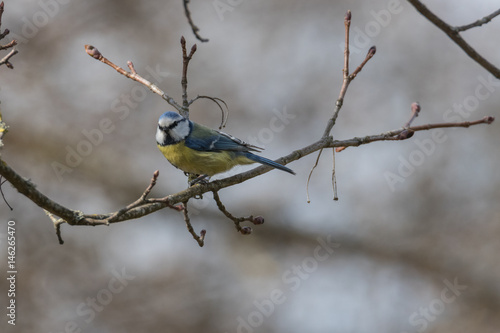Blaumeise, Cyanistes caeruleus