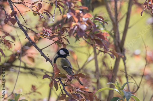Kohleise sitzt auf dem Ast