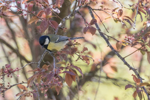 Kohleise sitzt auf dem Ast