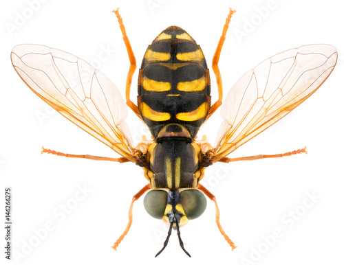 Yellow striped hoverfly Syrphidae Chrysotoxum elegans isolated on white background, dorsal view of syrphid fly photo