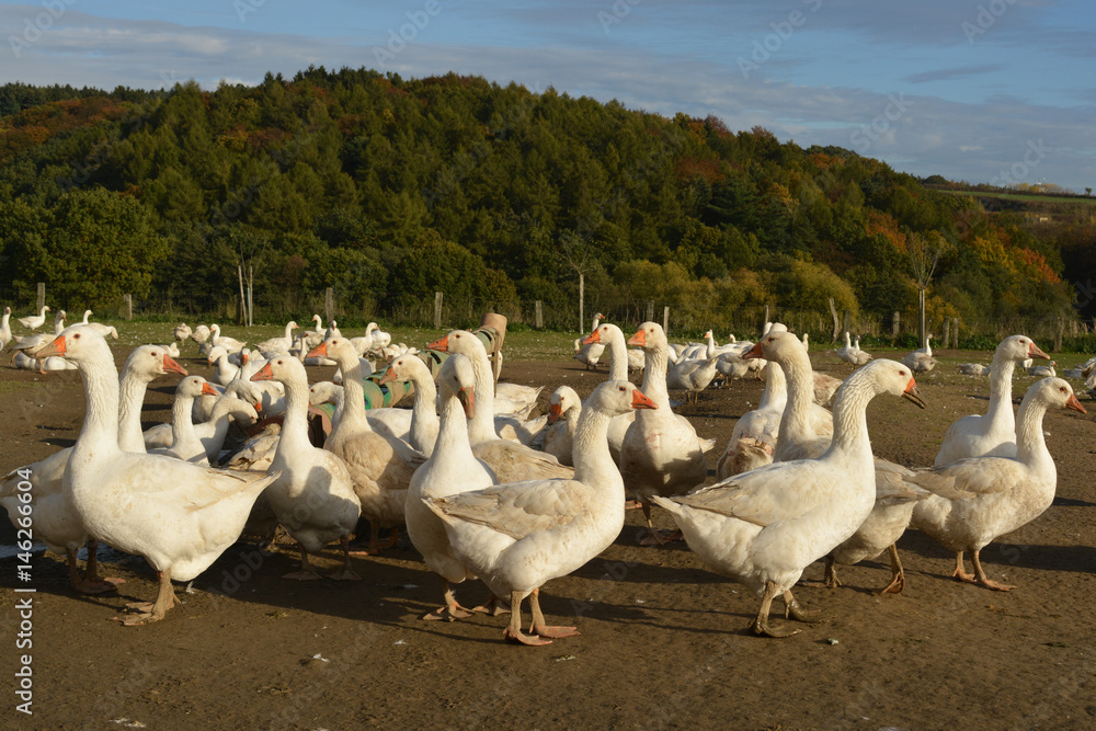 Obraz premium Gänse auf einem Bauernhof