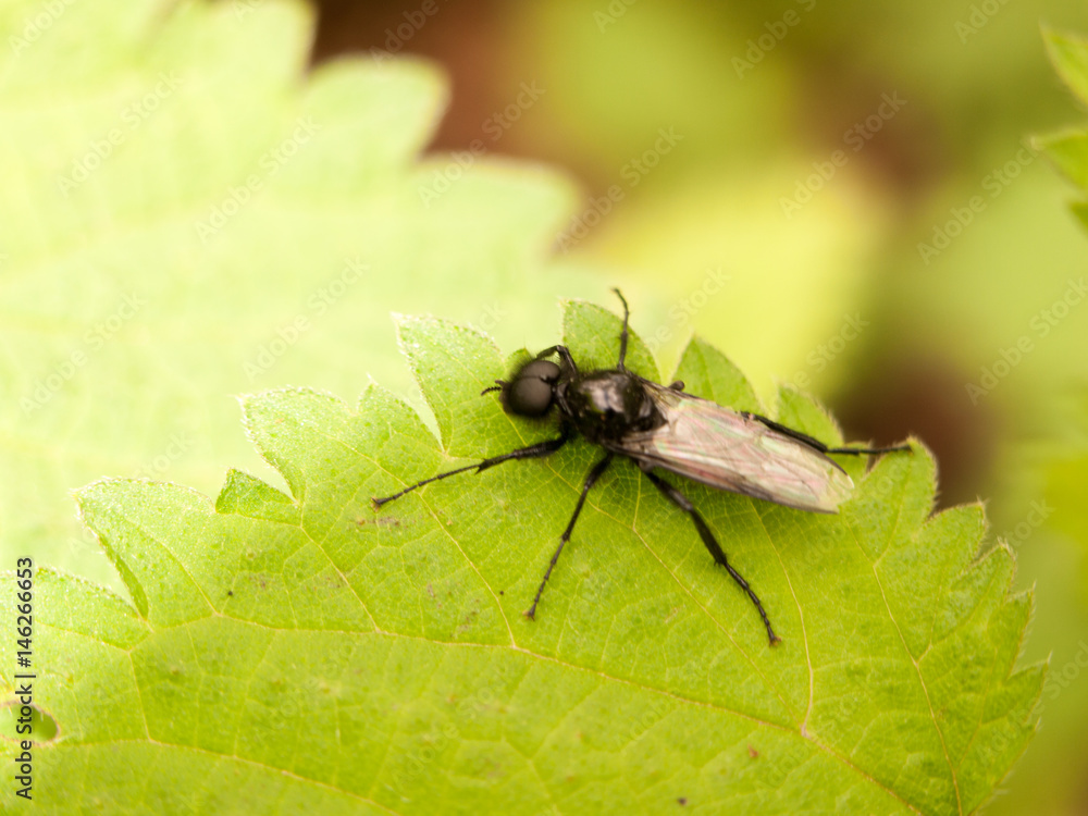 big black fly with wings eyes and legs on leaf outside in shade and leaves in light big black fly with wings eyes and legs on leaf outside in shade and leaves in light