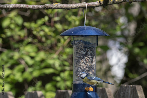 Blaumeise, Cyanistes caeruleus