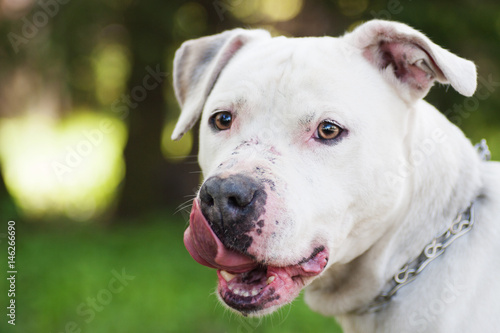 Portrait of a pit bull terrier dog outdoors