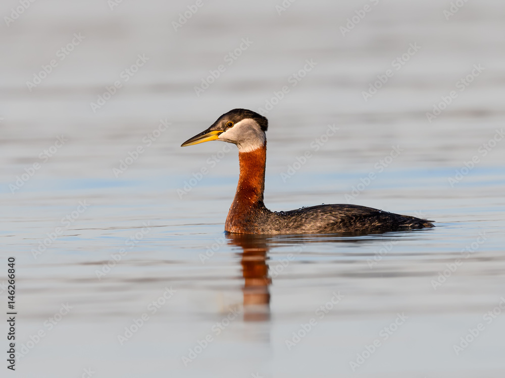 Red Necked Grebe Swimming