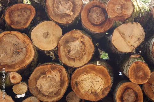 pile of logs in the forest