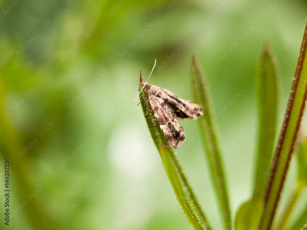 a tiny brown pattern moth resting on a blade of grass blur selective focus outside in forest with antenna a tiny brown pattern moth resting on a blade of grass blur selective focus outside in forest with antenna