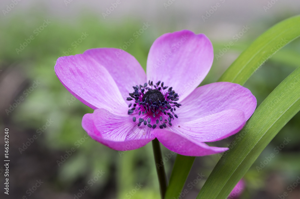 Single purple ornamental anemone coronaria de caen in bloom Single purple ornamental anemone coronaria de caen in bloom