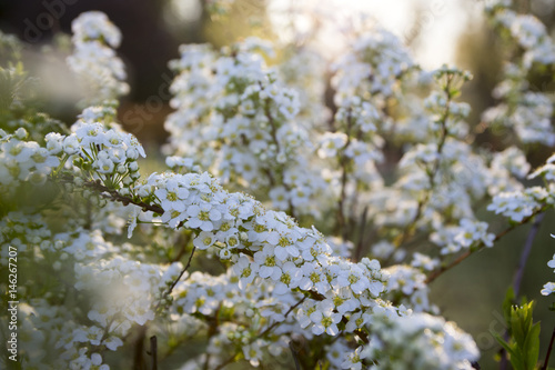 Spiraea cinerea in bloom, Gray Grefsheim shrub with white flowers in magic morning light, dew on flowers