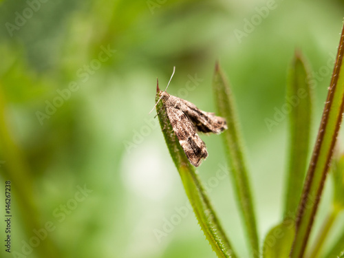 a tiny brown pattern moth resting on a blade of grass blur selective focus outside in forest with antenna