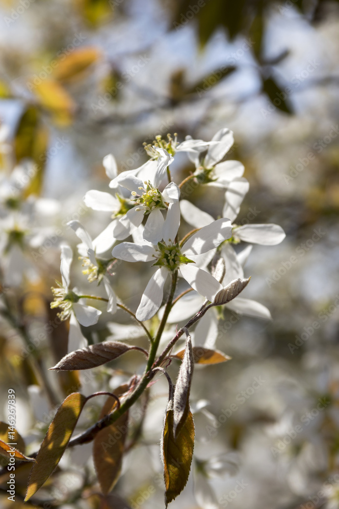 Amelanchier spicata tree in bloom, service berry white ornamental flowers and buds Amelanchier spicata tree in bloom, service berry white ornamental flowers and buds