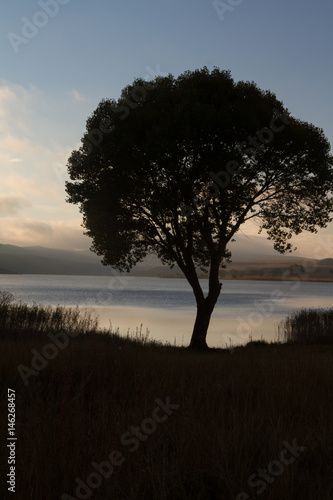 tree near water