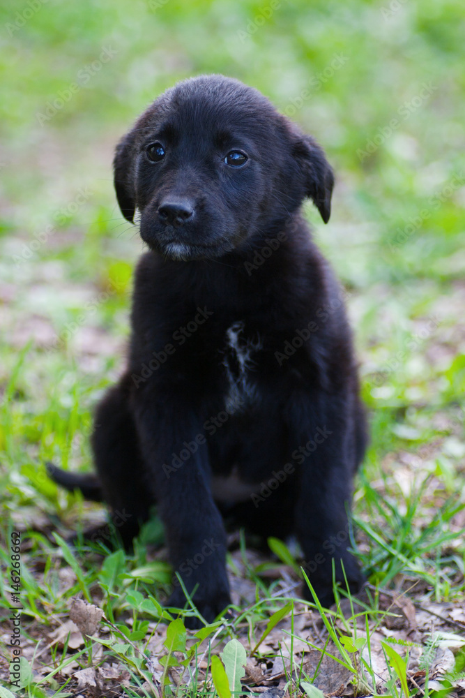 Little black puppy outdoors