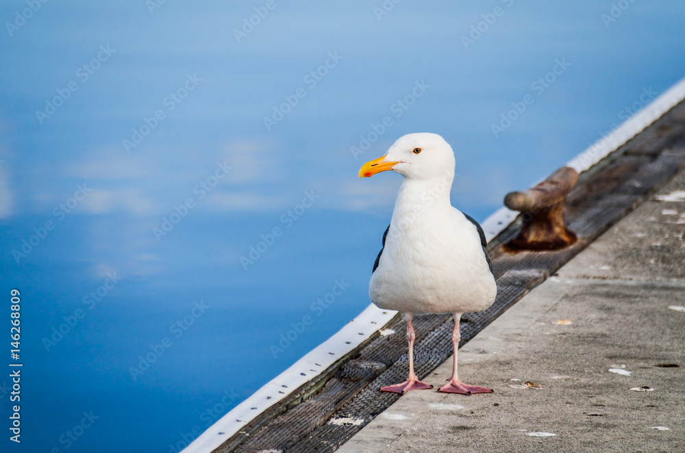 Seagull standing on pier by calm water in harbor Seagull standing on pier by calm water in harbor