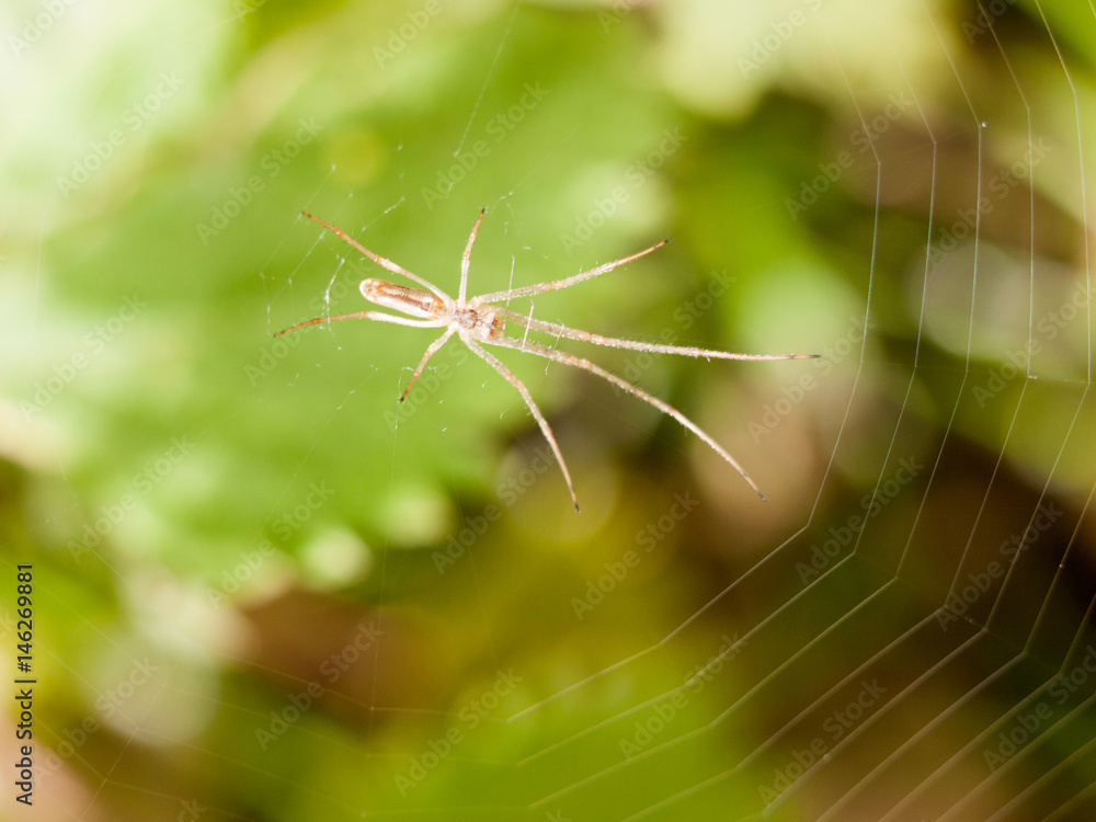 a menacing and thing spider sitting resting on its web outside macro close up a menacing and thing spider sitting resting on its web outside macro close up