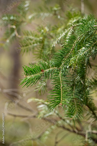 Beautiful branch of fir tree