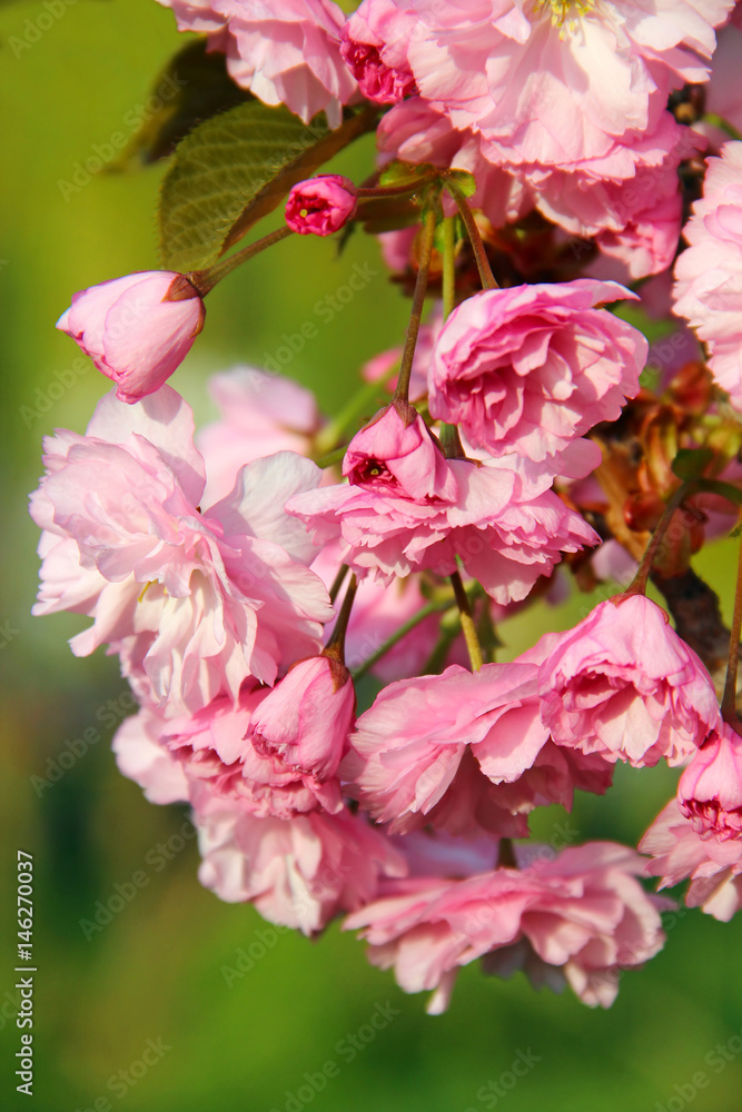 Sakura blossom