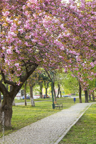 Pink sakura blossom in Uzhgorod, Ukraine © karnizz