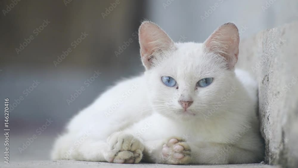 White Stray Cat White Stray Cat