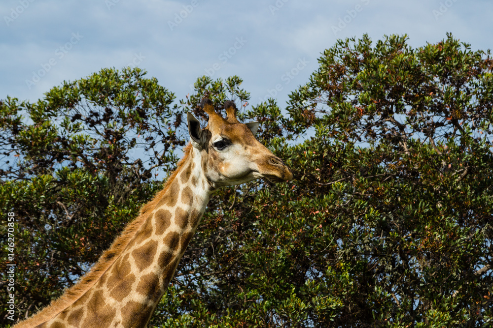 Obraz premium A close up photo of a giraffe's neck and head with trees in the background .Picture taken in Port Elizabeth, South Africa, Circa 2017.