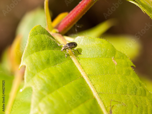 an interesting bug walking along a bright green leaf looking cool and productive searching for food and prey