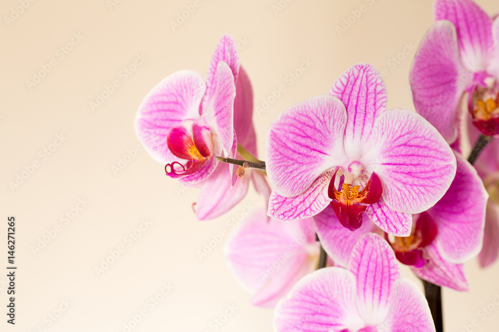 Beautiful orchid flowers on a gentle background Beautiful orchid flowers on a gentle background