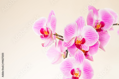 Beautiful orchid flowers on a gentle background