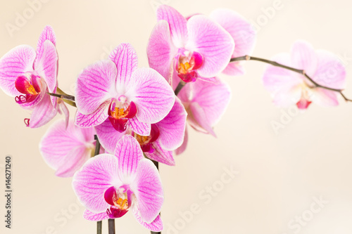 Beautiful orchid flowers on a gentle background
