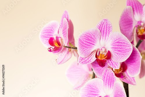 Beautiful orchid flowers on a gentle background