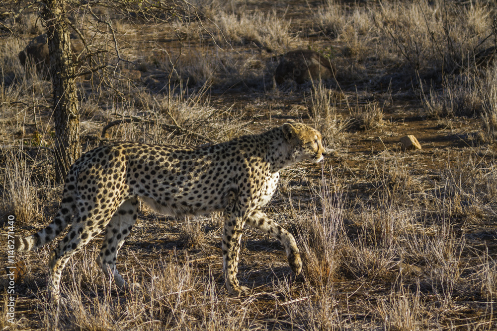 Specie Acinonyx jubatus family of felidae Specie Acinonyx jubatus family of felidae