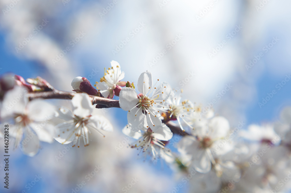 Flowers of blooming apricot tree Flowers of blooming apricot tree
