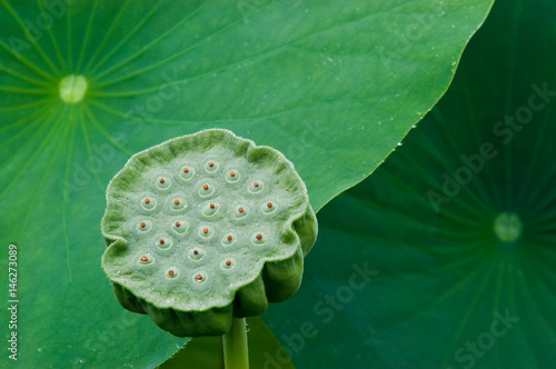 Sacred Lotus Seed Pod photo