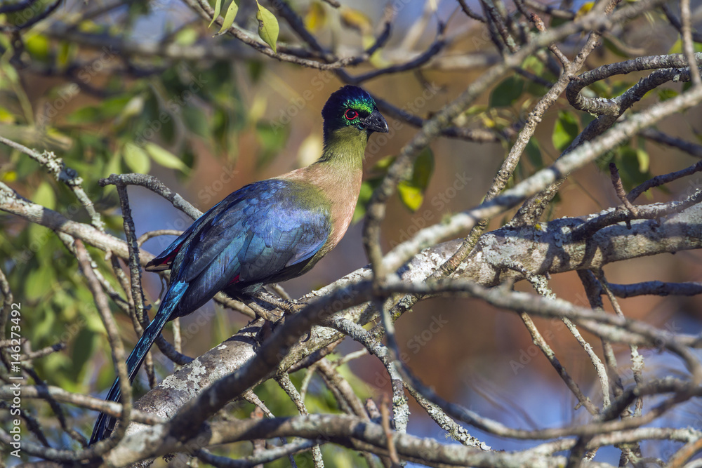 Obraz premium Specie Gallirex porphyreolophus family of Musophagidae