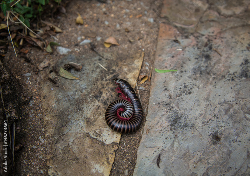 Convoluted Millipede at the Blyde River Canyon, South Africa