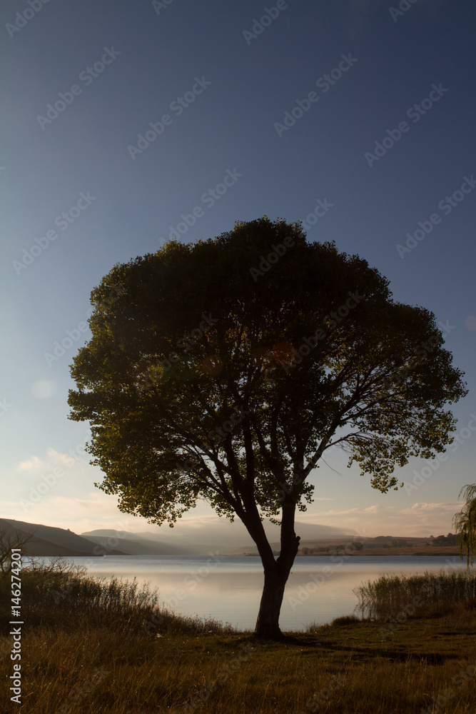 tree with lens flare