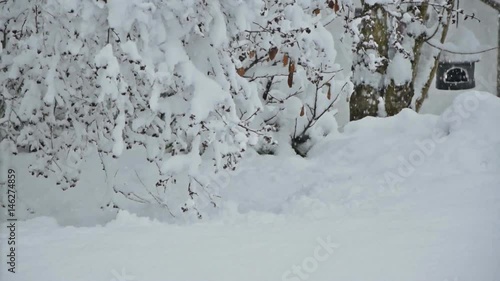 Snow-covered trees and branches