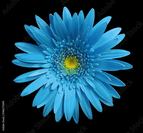 Turquoise gerbera flower on black isolated background with clipping path. Closeup. no shadows. For design. Nature.