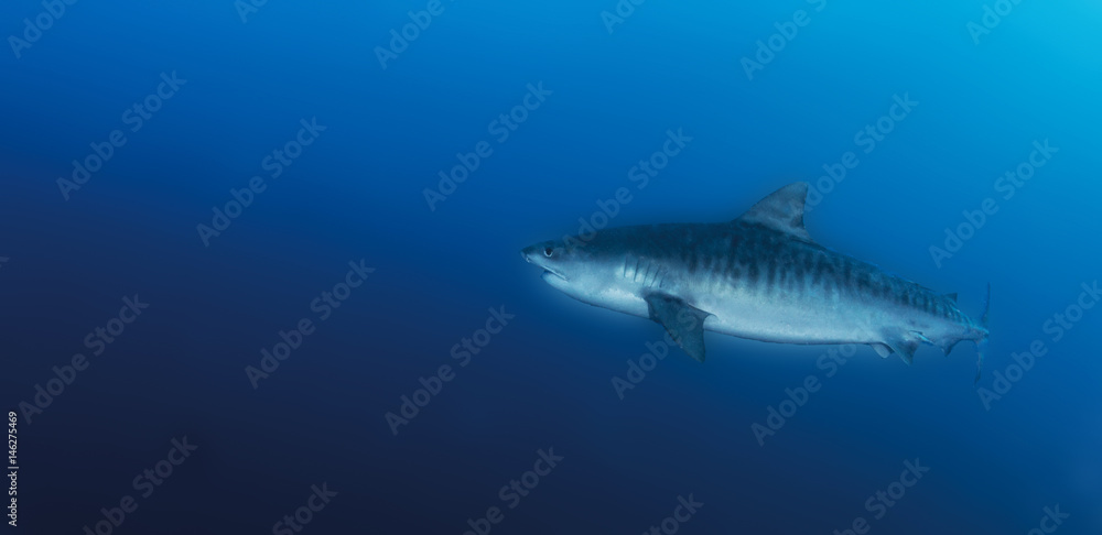 Fototapeta premium Tiger Shark
